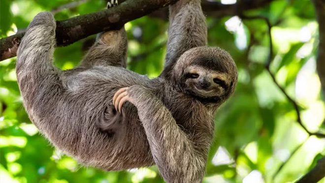 A Sloth in a tree