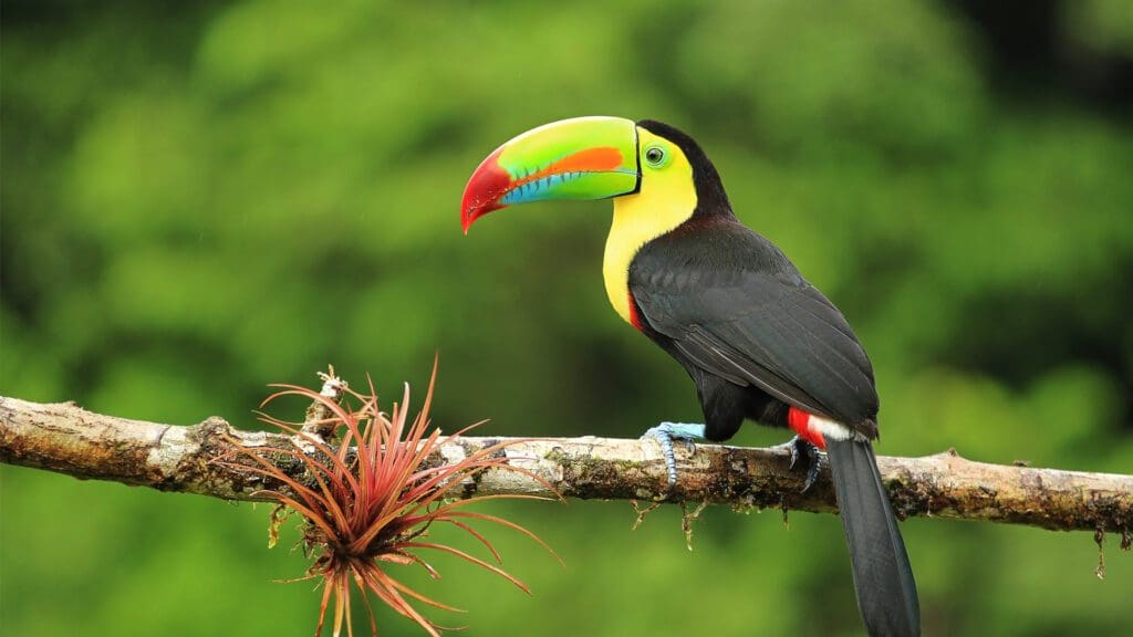 Toucan