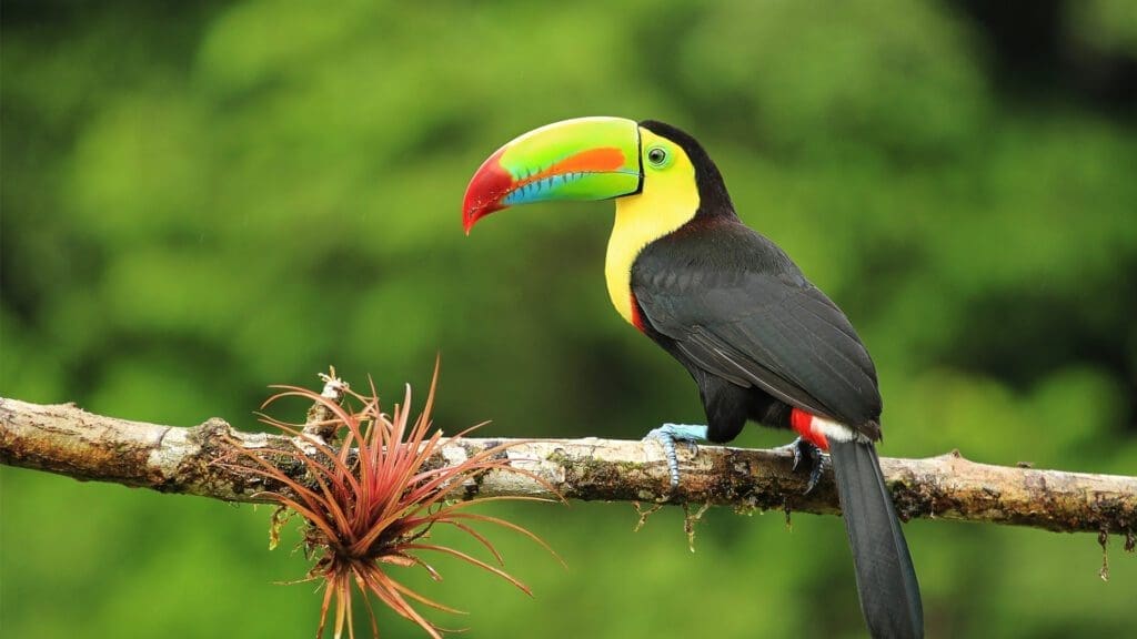 Toucan